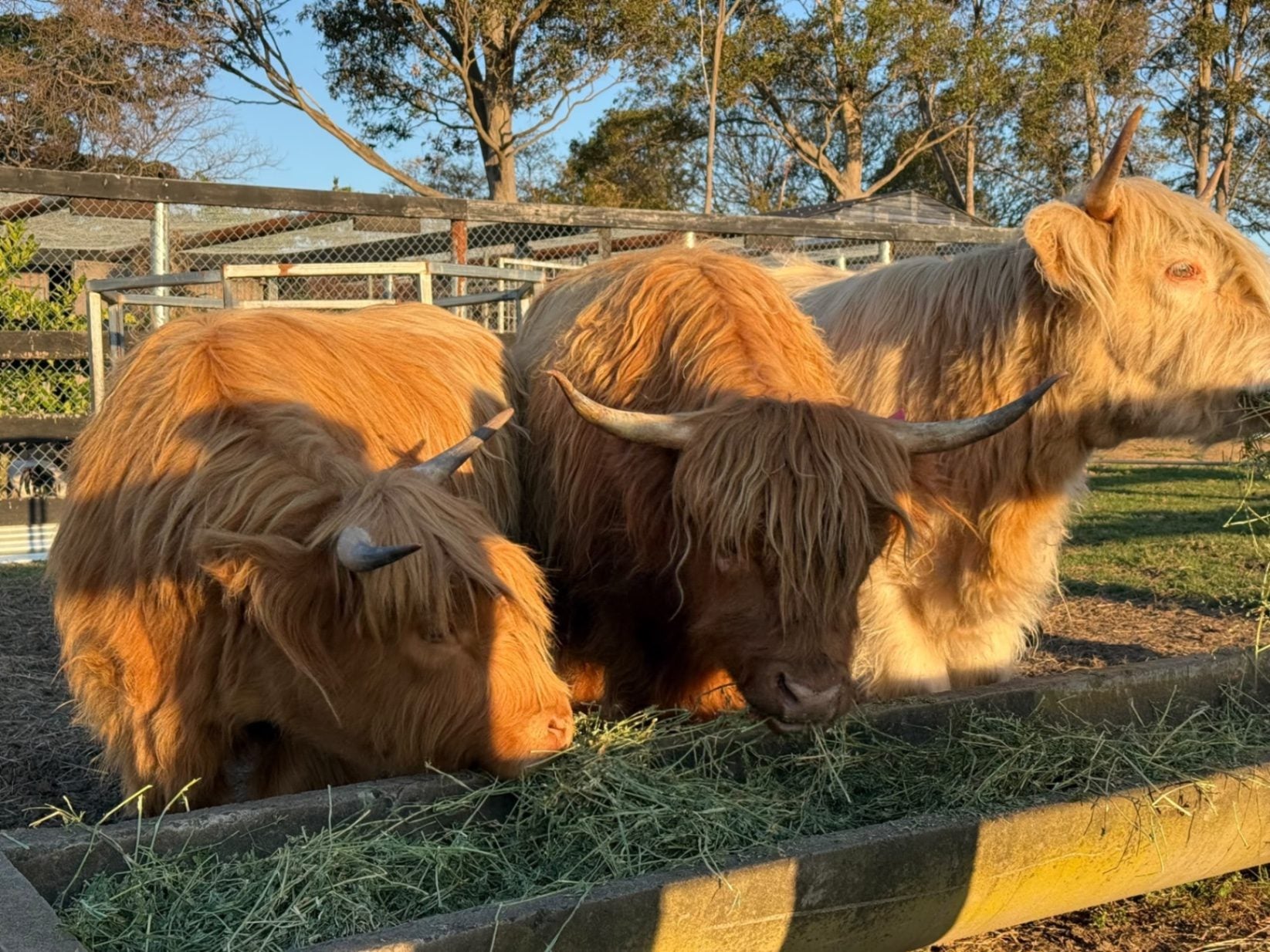 Tattie, Lassie & Nessie